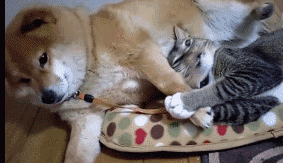 41bf62c9c6adeac35e1879200e681b29.gif