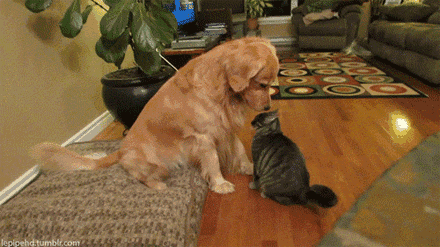 8aa47ee56769eefe1cfdc9240ede1e29.gif